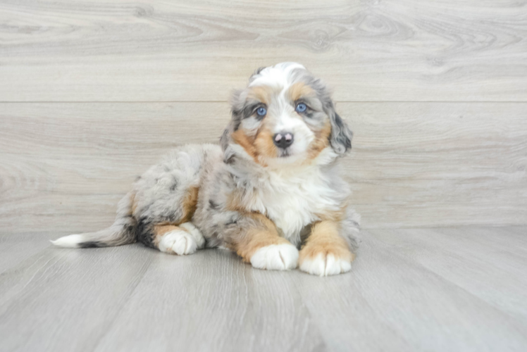 Meet Journee - our Mini Bernedoodle Puppy Photo 1/3 - Puppy Love PR Best Mini Bernedoodle Baby