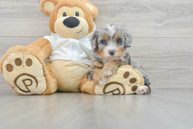 Meet Journee - our Mini Bernedoodle Puppy Photo 1/3 - Puppy Love PR Mini Bernedoodle Puppy for Adoption