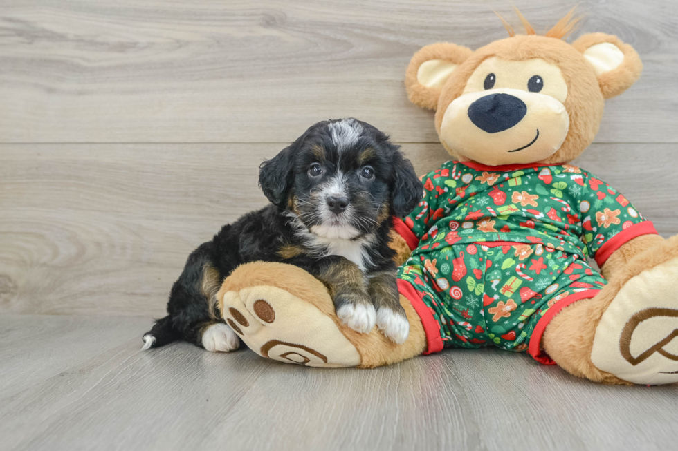 Petite Mini Bernedoodle Poodle Mix Pup