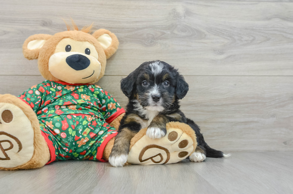 5 week old Mini Bernedoodle Puppy For Sale - Puppy Love PR