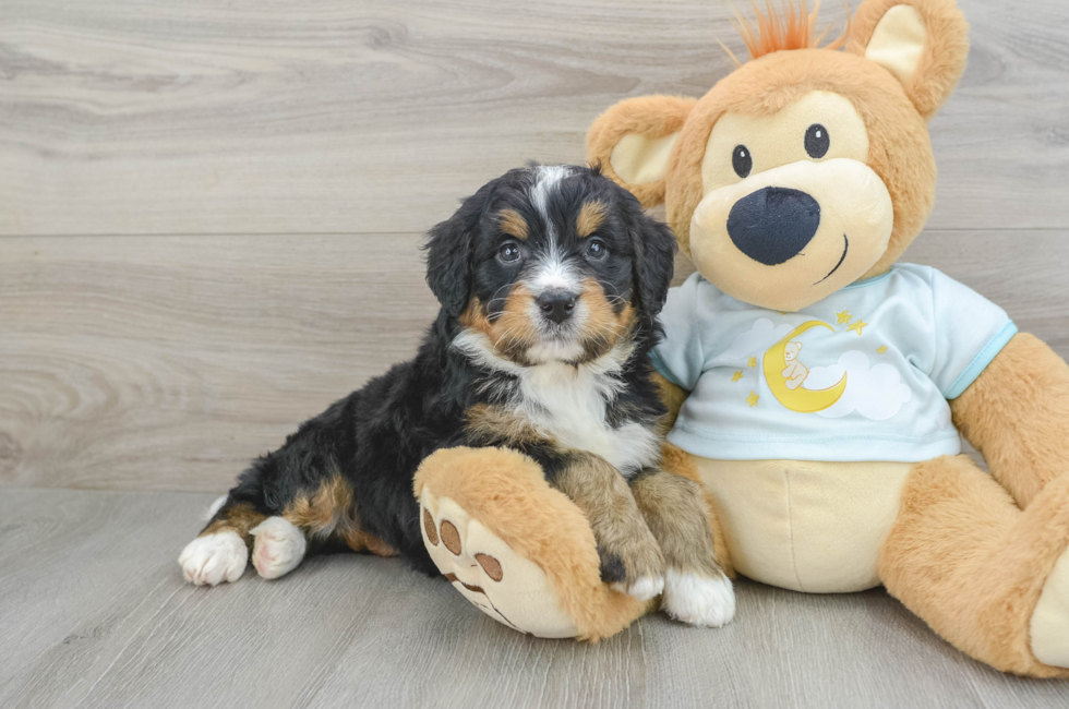 6 week old Mini Bernedoodle Puppy For Sale - Puppy Love PR