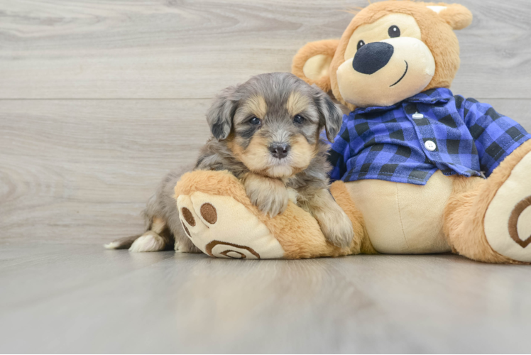Mini Bernedoodle Pup Being Cute