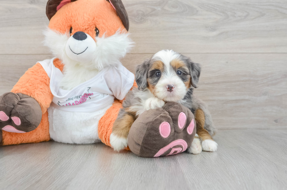 5 week old Mini Bernedoodle Puppy For Sale - Puppy Love PR