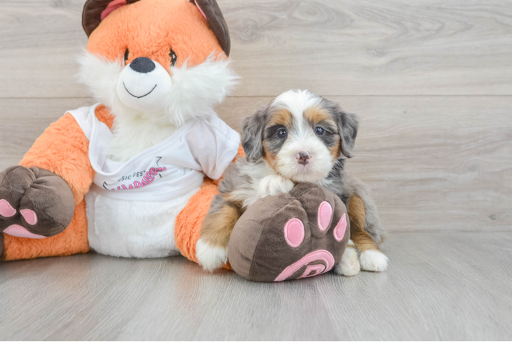 Meet Journee - our Mini Bernedoodle Puppy Photo 1/3 - Puppy Love PR Hypoallergenic Mini Berniedoodle Poodle Mix Puppy