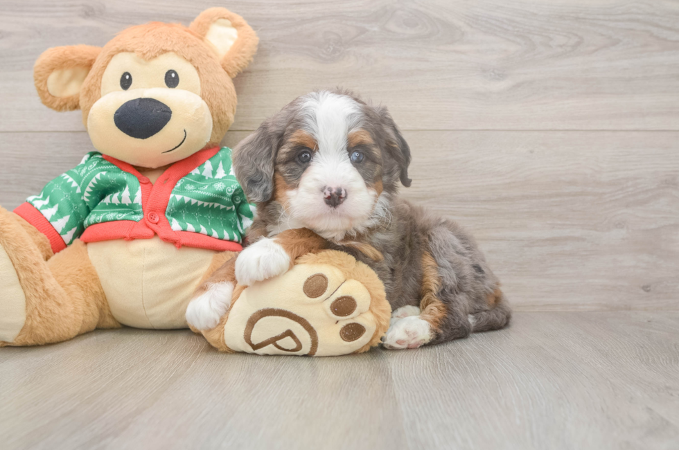 5 week old Mini Bernedoodle Puppy For Sale - Puppy Love PR