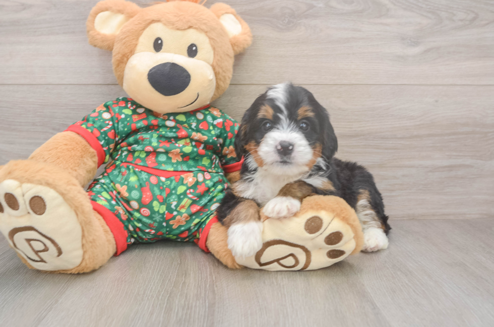 6 week old Mini Bernedoodle Puppy For Sale - Puppy Love PR