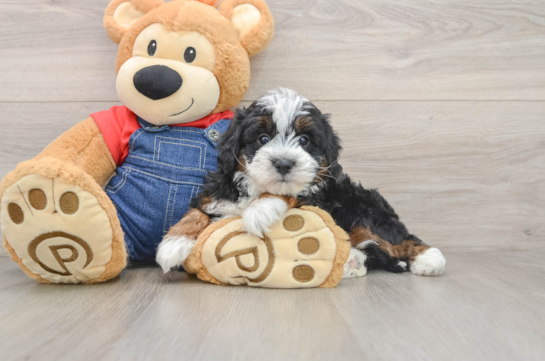 Best Mini Bernedoodle Baby