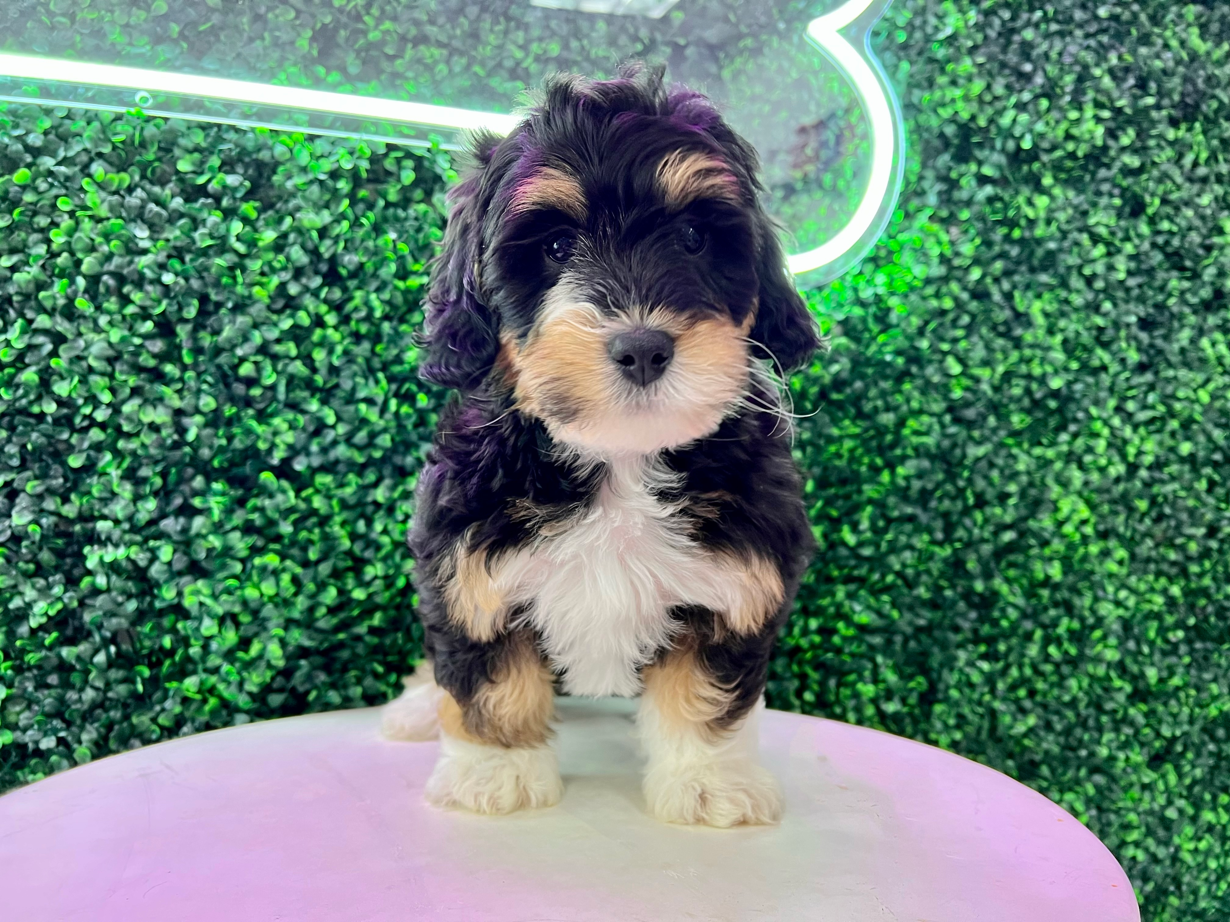 Mini Bernedoodle Puppy for Adoption