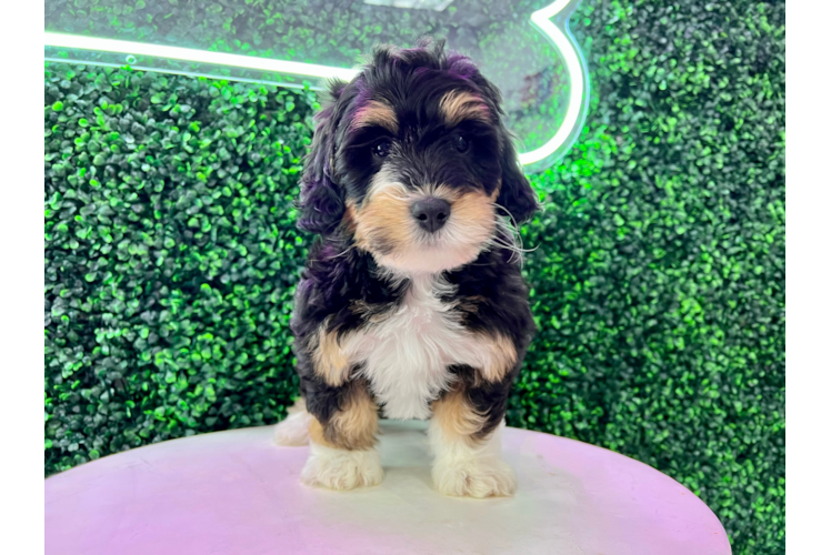 Meet Jubilee - our Mini Bernedoodle Puppy Photo 1/4 - Puppy Love PR Mini Bernedoodle Puppy for Adoption