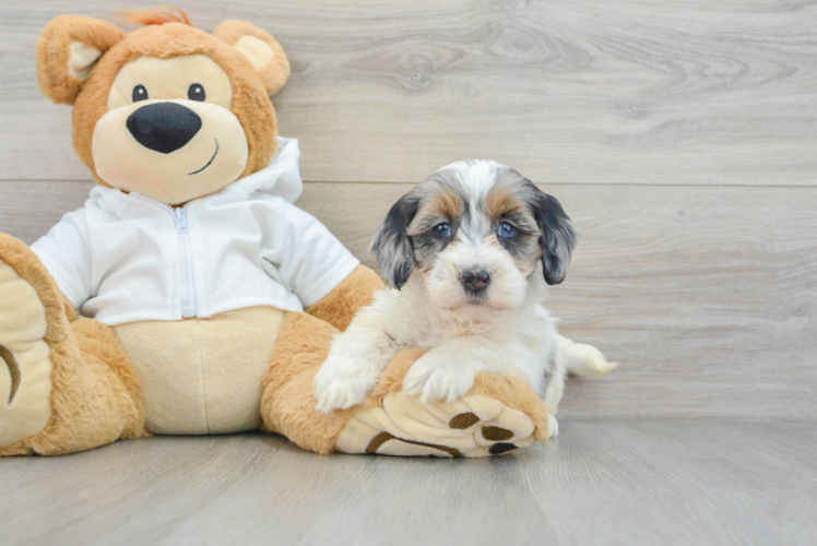 Meet Jubilee - our Mini Bernedoodle Puppy Photo 1/3 - Puppy Love PR Mini Bernedoodle Pup Being Cute