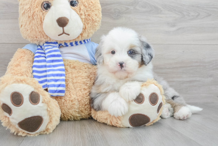 Meet Jubilee - our Mini Bernedoodle Puppy Photo 1/3 - Puppy Love PR Best Mini Bernedoodle Baby