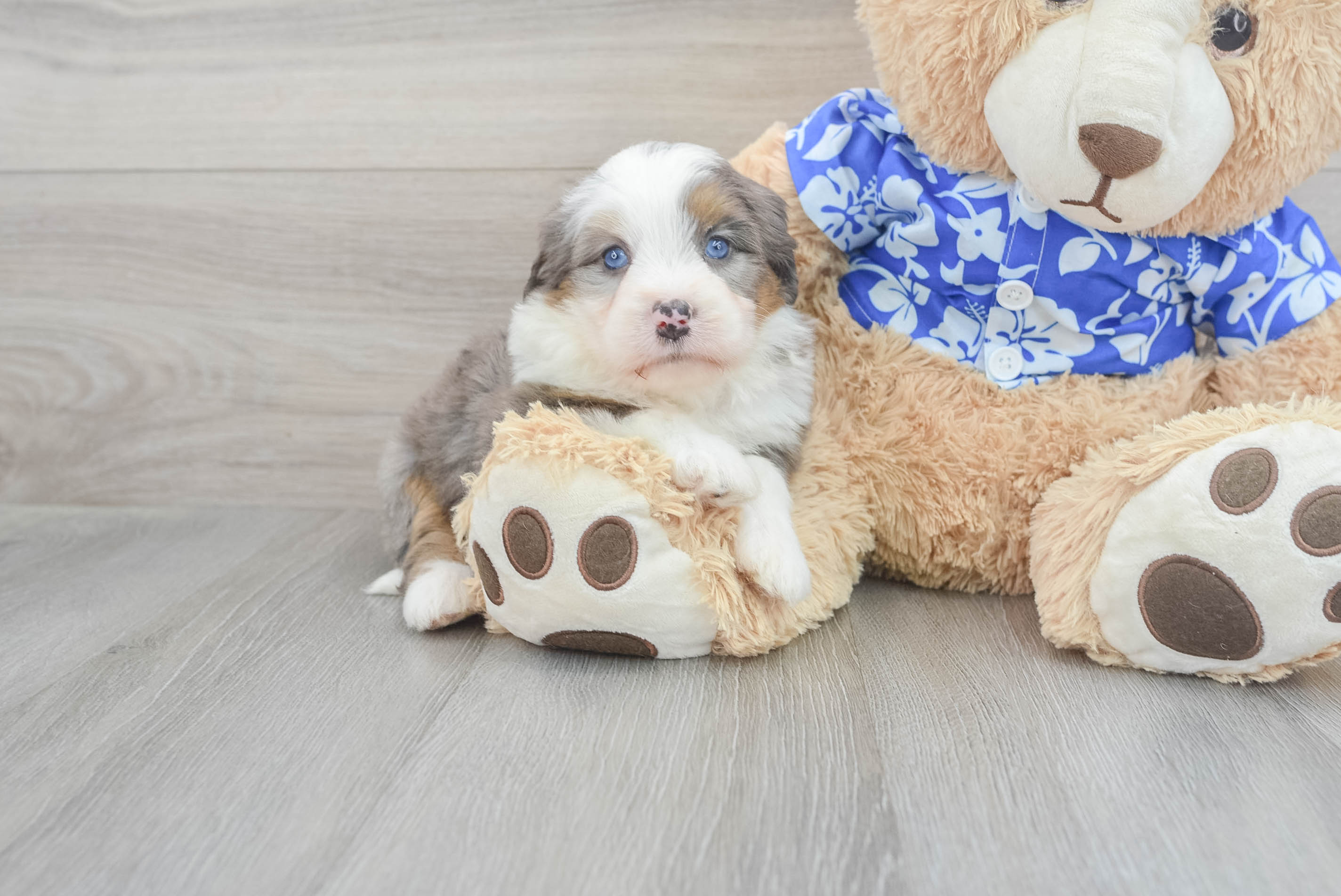 Sweet Mini Bernedoodle Baby