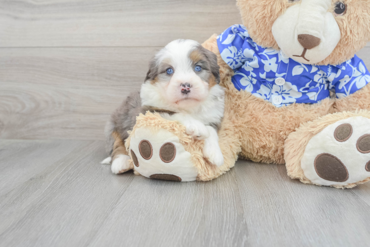 Meet Jubilee - our Mini Bernedoodle Puppy Photo 1/3 - Puppy Love PR Sweet Mini Bernedoodle Baby