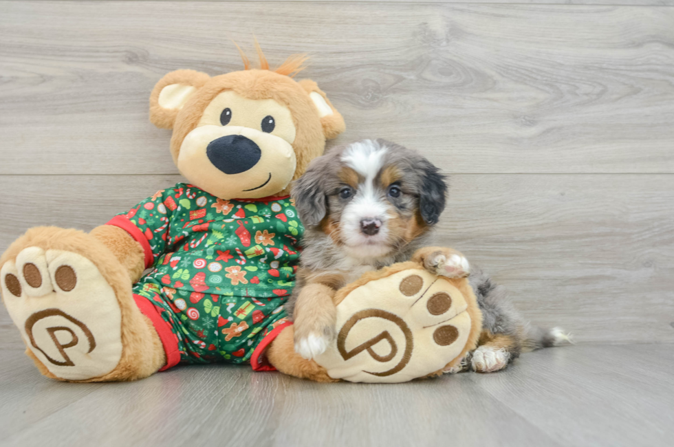 5 week old Mini Bernedoodle Puppy For Sale - Puppy Love PR