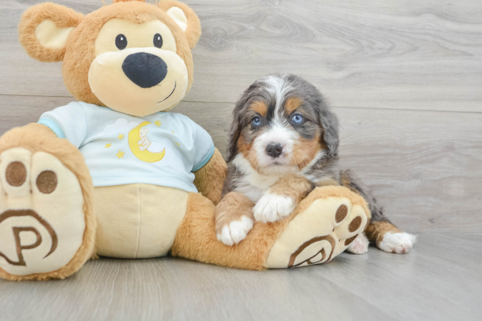 Petite Mini Bernedoodle Poodle Mix Pup