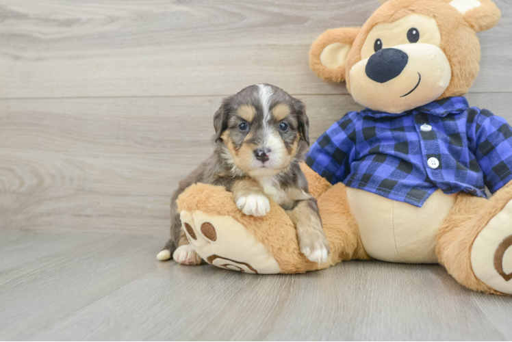 Best Mini Bernedoodle Baby