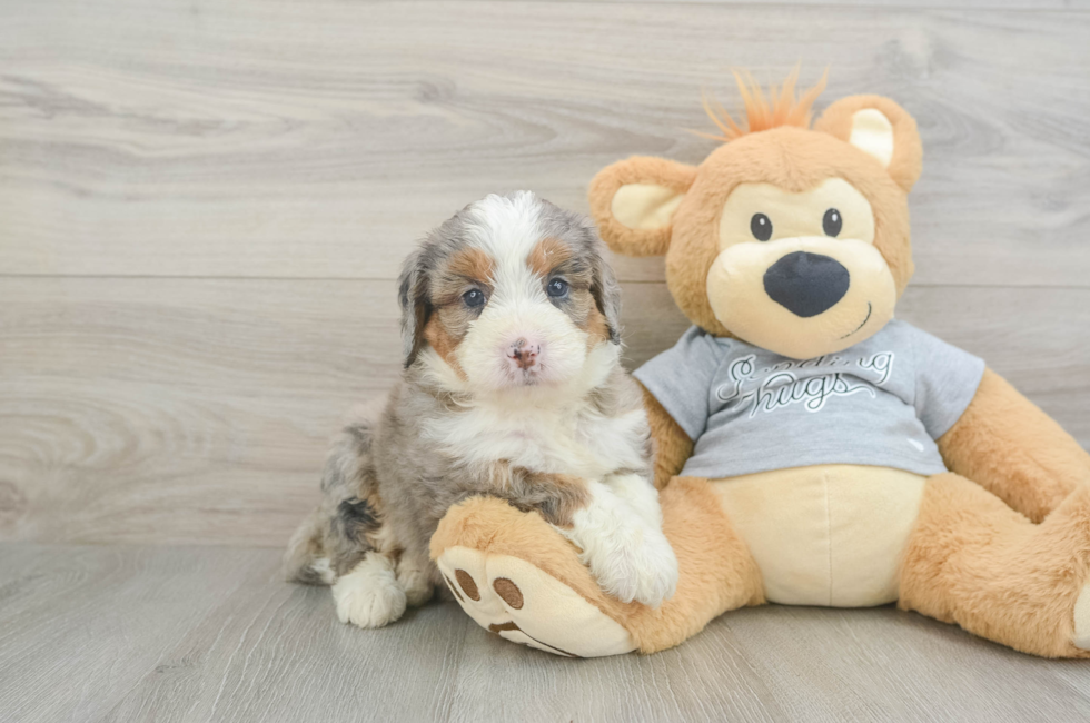 5 week old Mini Bernedoodle Puppy For Sale - Puppy Love PR