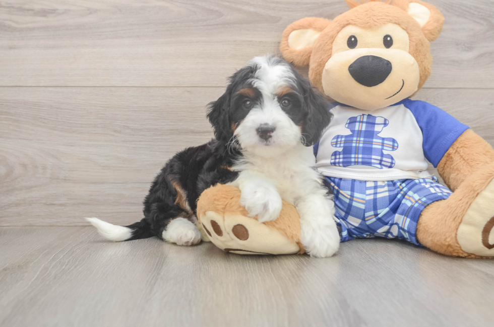 5 week old Mini Bernedoodle Puppy For Sale - Puppy Love PR