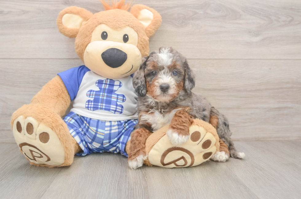 5 week old Mini Bernedoodle Puppy For Sale - Puppy Love PR
