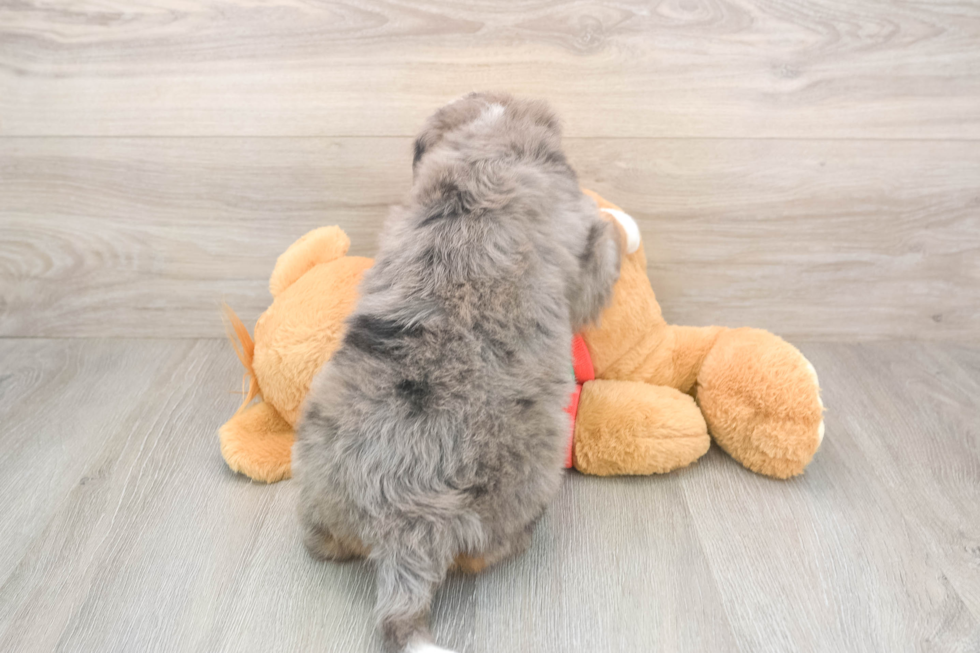 Best Mini Bernedoodle Baby
