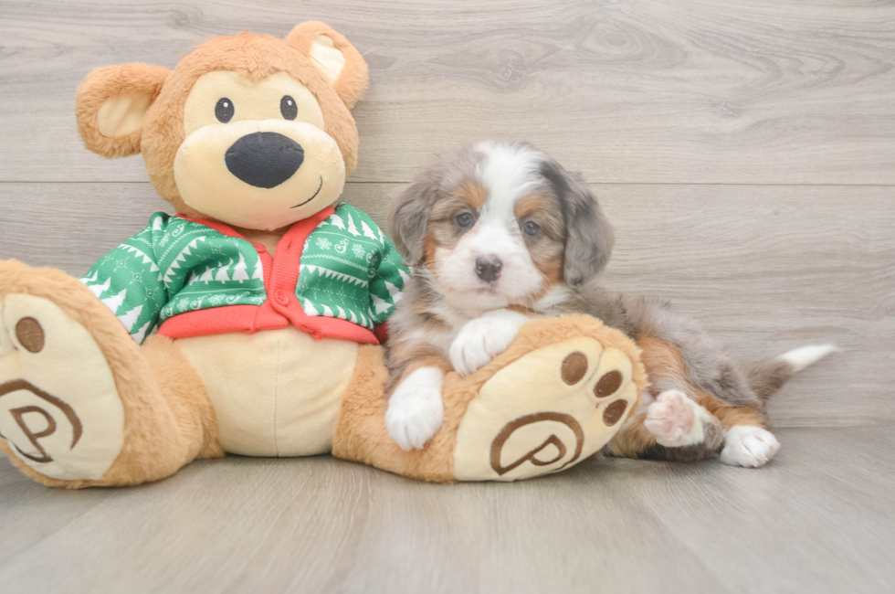 5 week old Mini Bernedoodle Puppy For Sale - Puppy Love PR