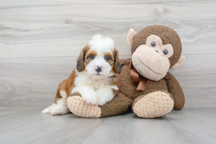 Mini Bernedoodle Pup Being Cute