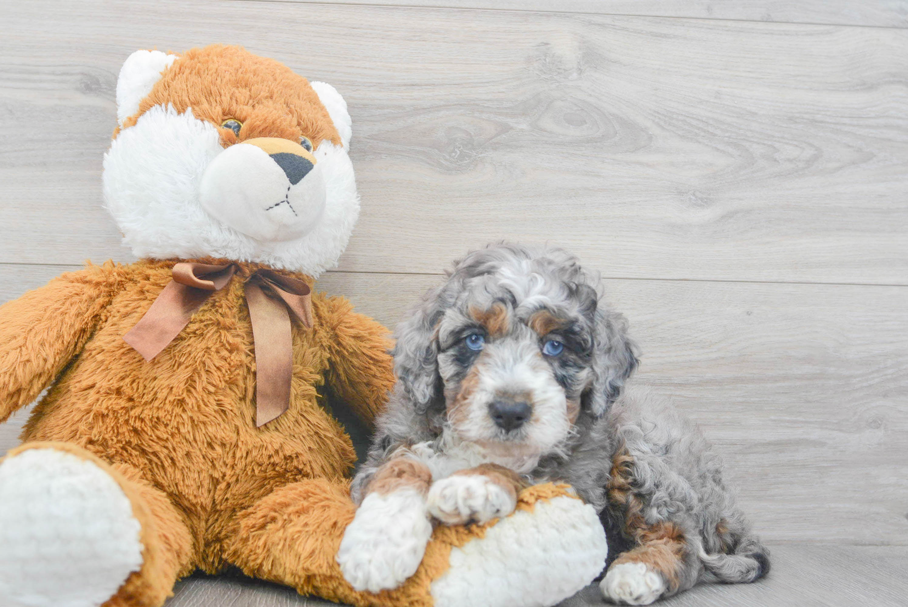 Mini Bernedoodle Pup Being Cute