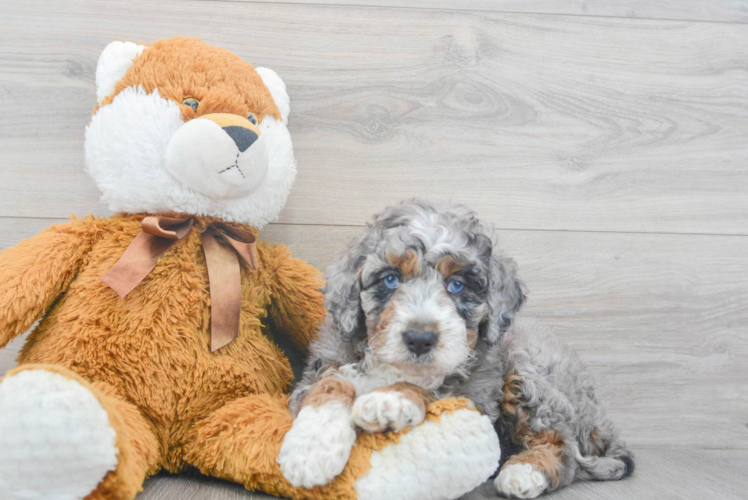 Meet Jubilee - our Mini Bernedoodle Puppy Photo 1/3 - Puppy Love PR Mini Bernedoodle Pup Being Cute
