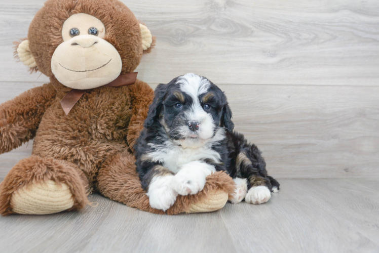 Meet Juliet - our Mini Bernedoodle Puppy Photo 1/3 - Puppy Love PR Mini Bernedoodle Puppy for Adoption