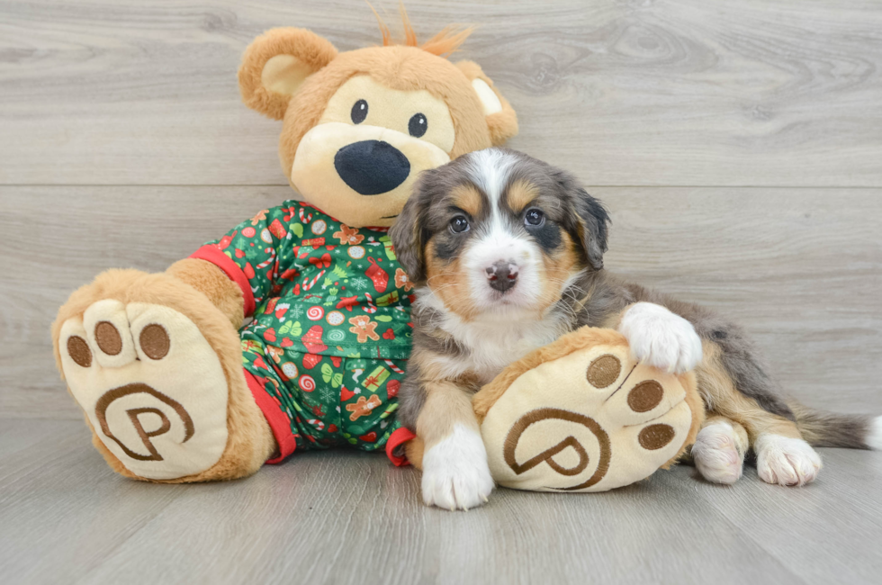 5 week old Mini Bernedoodle Puppy For Sale - Puppy Love PR