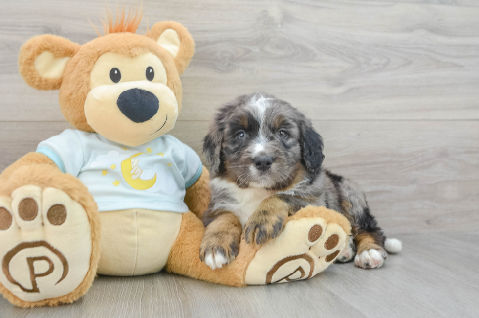 6 week old Mini Bernedoodle Puppy For Sale - Puppy Love PR