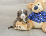 8 week old Mini Bernedoodle Puppy For Sale - Puppy Love PR