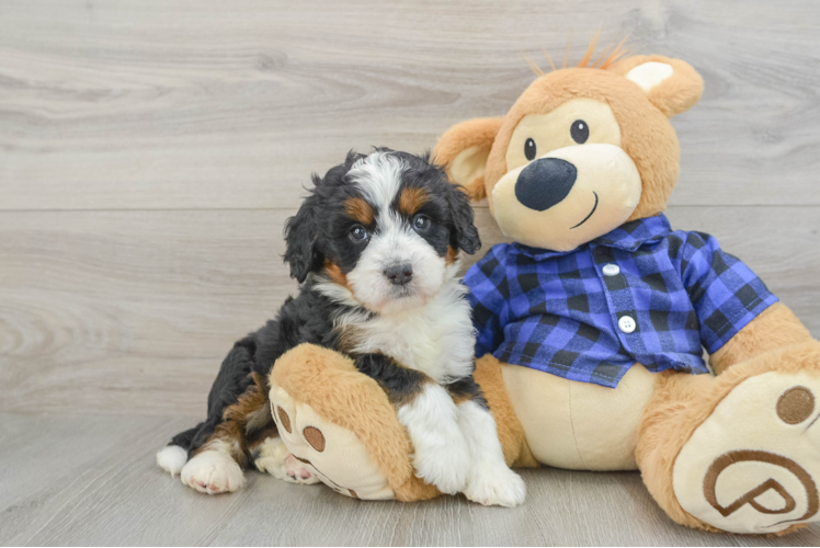 Best Mini Bernedoodle Baby