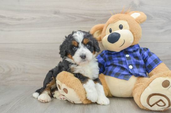 Best Mini Bernedoodle Baby