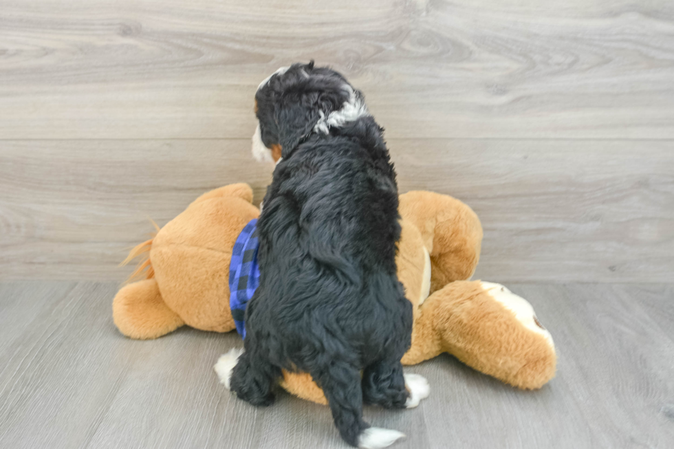 Mini Bernedoodle Pup Being Cute