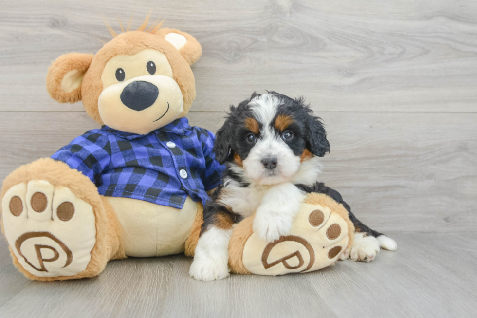 Mini Bernedoodle Puppy for Adoption