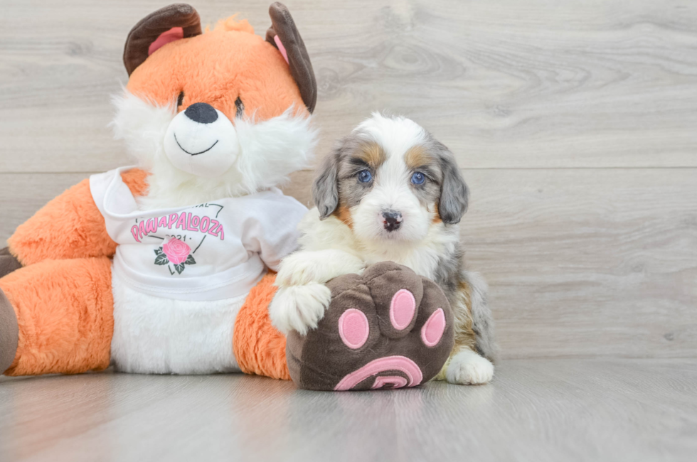 5 week old Mini Bernedoodle Puppy For Sale - Puppy Love PR