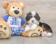 8 week old Mini Bernedoodle Puppy For Sale - Puppy Love PR