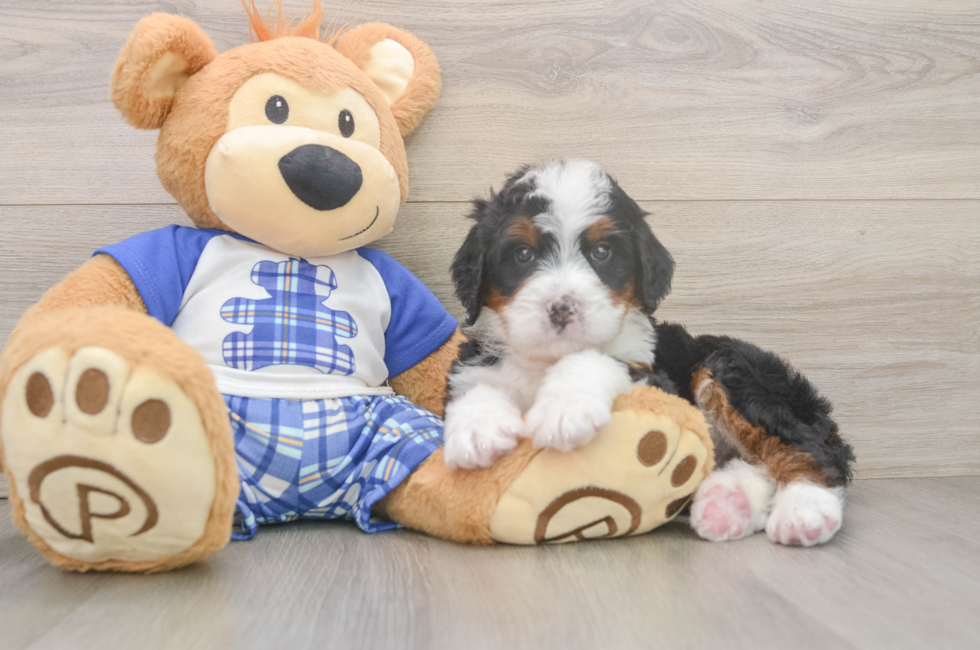 6 week old Mini Bernedoodle Puppy For Sale - Puppy Love PR