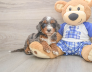 6 week old Mini Bernedoodle Puppy For Sale - Puppy Love PR