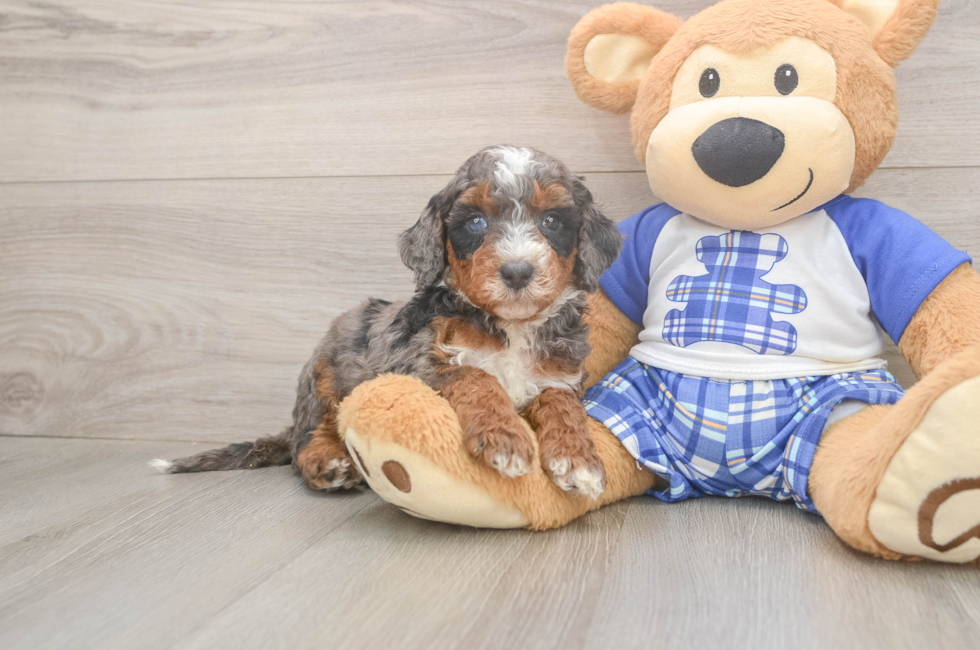 5 week old Mini Bernedoodle Puppy For Sale - Puppy Love PR