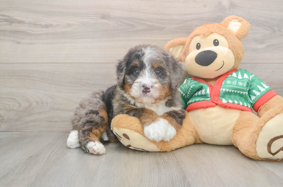 5 week old Mini Bernedoodle Puppy For Sale - Puppy Love PR