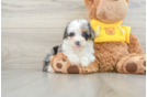 Mini Bernedoodle Puppy for Adoption