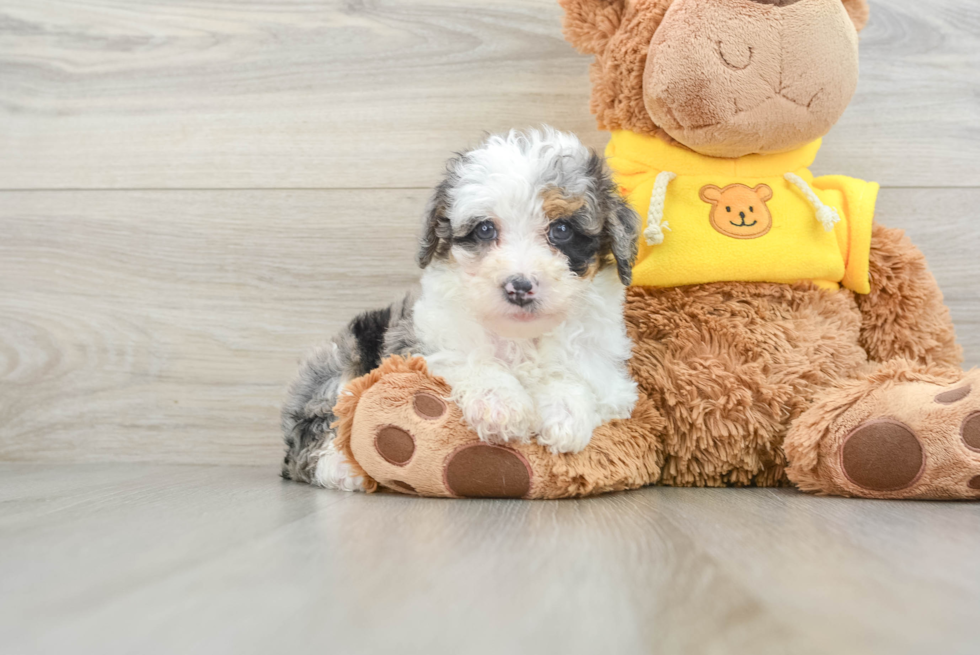 Mini Bernedoodle Puppy for Adoption