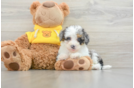 Smart Mini Bernedoodle Poodle Mix Pup