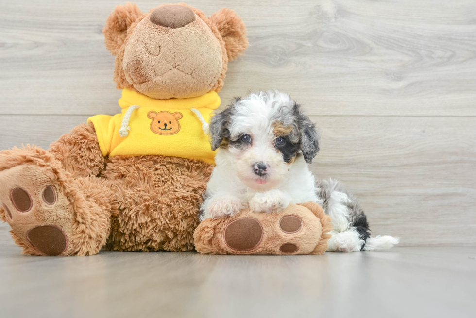 Smart Mini Bernedoodle Poodle Mix Pup