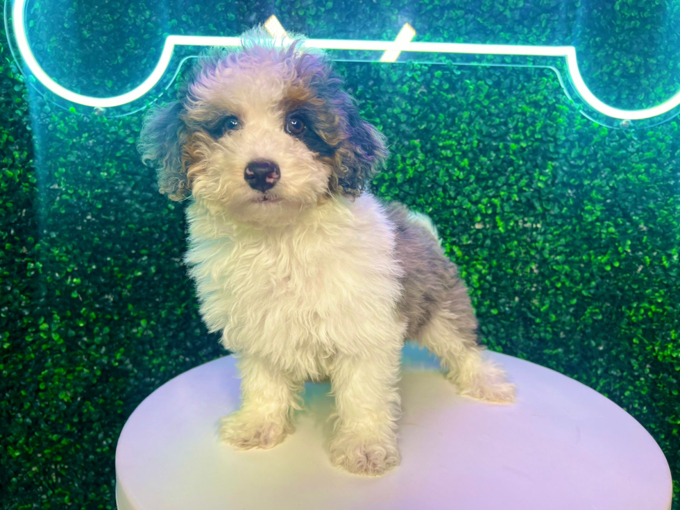 Best Mini Bernedoodle Baby