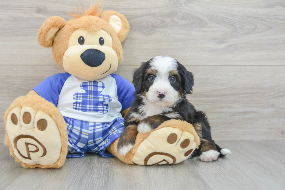 Popular Mini Bernedoodle Poodle Mix Pup