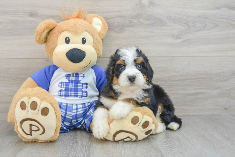 Mini Bernedoodle Pup Being Cute