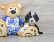 7 week old Mini Bernedoodle Puppy For Sale - Puppy Love PR